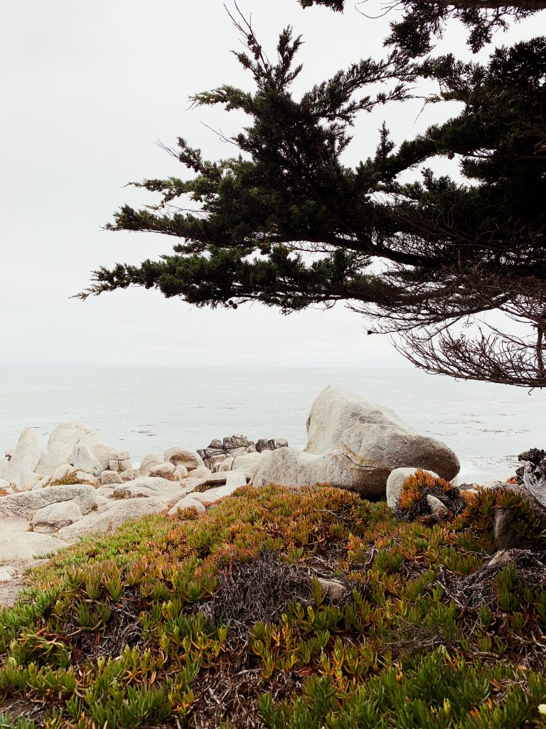 Cypress Point Look Out Monterey 17 Mile Drive